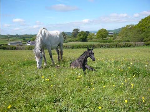 Andalusian Foal Standing Up For The 1st Time